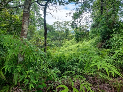 Own a remote Island, Bocas del Toro Panama, great price! - image 9