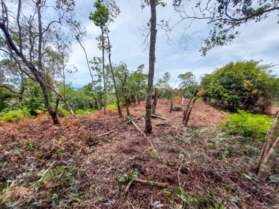 Own a remote Island, Bocas del Toro Panama, great price! - image 6