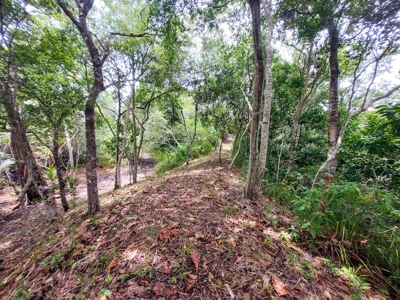 Own a remote Island, Bocas del Toro Panama, great price! - image 4