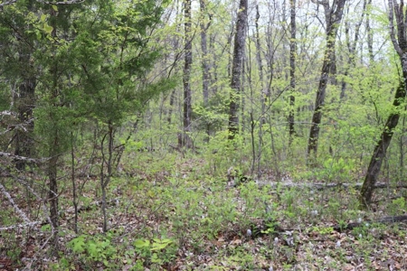 80 acres of the beautiful Ozark Mountains - image 8