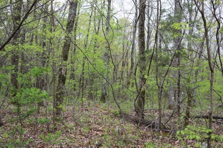 80 acres of the beautiful Ozark Mountains - image 10