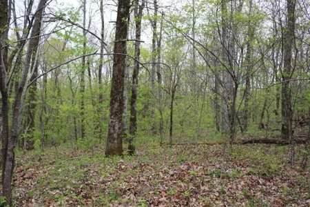 80 acres of the beautiful Ozark Mountains - image 11