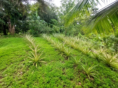 Waterfront land, Punta Laurel, Isla Popa - image 7