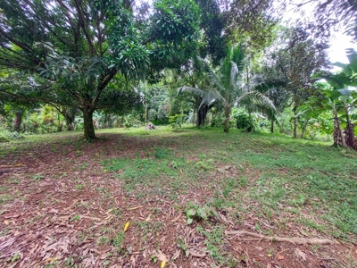 Waterfront land, Punta Laurel, Isla Popa - image 9