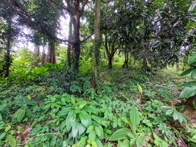 Waterfront land, Punta Laurel, Isla Popa - image 8