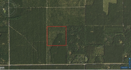 Town of Rome 40 acre timber lot for sale in Adams County WI - image 2