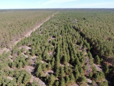 Town of Rome 40 acre timber lot for sale in Adams County WI - image 5