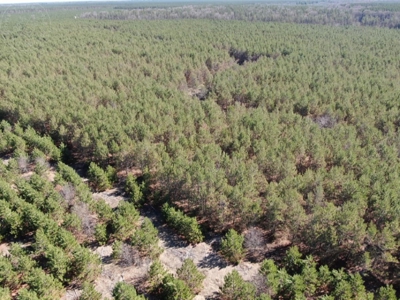 Town of Rome 40 acre timber lot for sale in Adams County WI - image 4