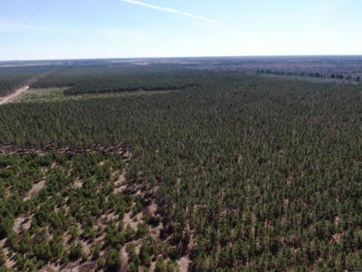 Town of Rome 60 acre timber lot for sale in Adams County WI - image 4