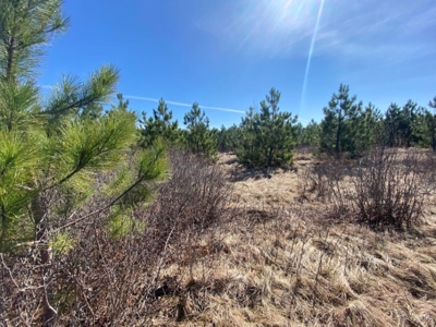 Town of Rome 60 acre timber lot for sale in Adams County WI - image 8