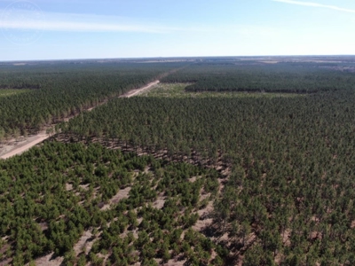 Town of Rome 60 acre timber lot for sale in Adams County WI - image 5