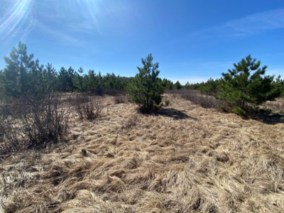 Town of Rome 60 acre timber lot for sale in Adams County WI - image 9