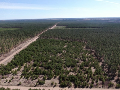 Town of Rome 60 acre timber lot for sale in Adams County WI - image 2