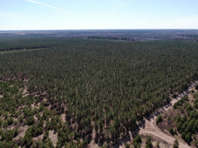 Town of Rome 60 acre timber lot for sale in Adams County WI - image 3