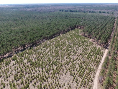 Town of Rome 60 acre timber lot for sale in Adams County WI - image 11