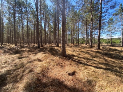 Town of Rome 60 acre timber lot for sale in Adams County WI - image 1
