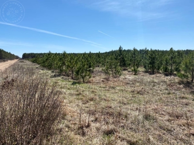 Town of Rome 60 acre timber lot for sale in Adams County WI - image 5