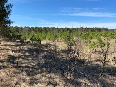 Town of Rome 60 acre timber lot for sale in Adams County WI - image 7
