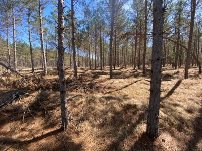 Town of Rome 60 acre timber lot for sale in Adams County WI - image 8