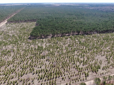 Town of Rome 60 acre timber lot for sale in Adams County WI - image 4
