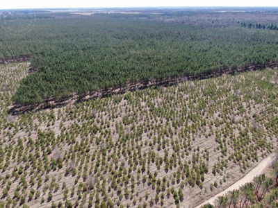 Town of Rome 60 acre timber lot for sale in Adams County WI - image 10