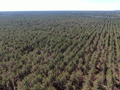 Town of Rome 80 acre timber lot for sale in Adams County WI - image 10