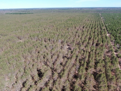 Town of Rome 80 acre timber lot for sale in Adams County WI - image 13