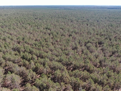 Town of Rome 80 acre timber lot for sale in Adams County WI - image 7