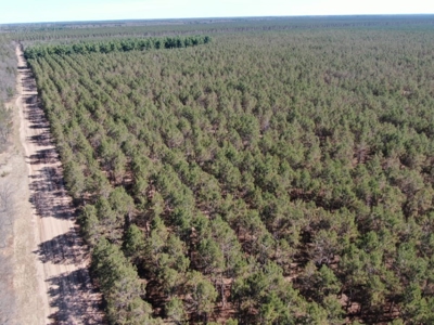 Town of Rome 80 acre timber lot for sale in Adams County WI - image 8
