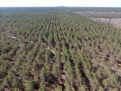 Town of Rome 80 acre timber lot for sale in Adams County WI - image 9