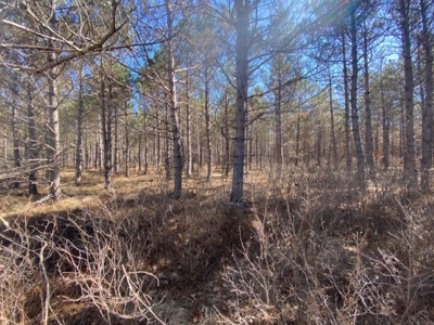 Town of Rome 80 acre timber lot for sale in Adams County WI - image 17