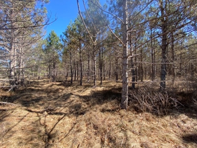 Town of Rome 80 acre timber lot for sale in Adams County WI - image 15