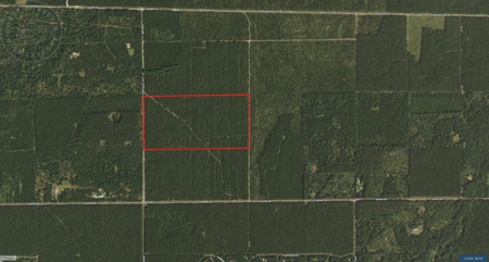Town of Rome 80 acre timber lot for sale in Adams County WI - image 5