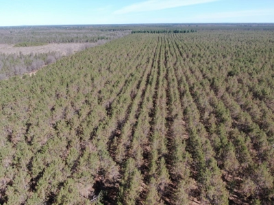 Town of Rome 80 acre timber lot for sale in Adams County WI - image 1