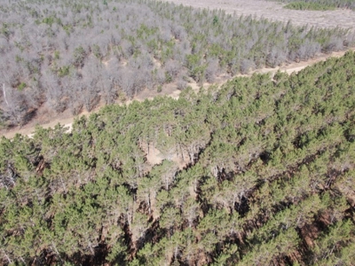 Town of Rome 80 acre timber lot for sale in Adams County WI - image 2