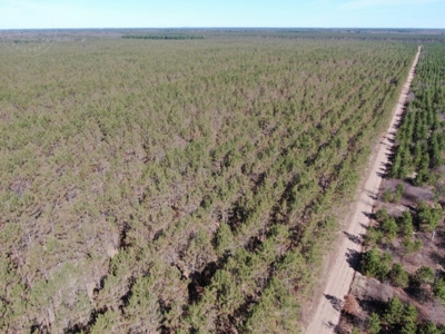 Town of Rome 80 acre timber lot for sale in Adams County WI - image 12
