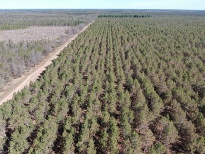 Town of Rome 80 acre timber lot for sale in Adams County WI - image 4