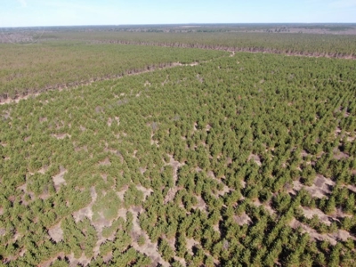 Town of Rome 80 acre timber lot for sale in Adams County WI - image 4