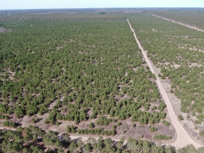 Town of Rome 80 acre timber lot for sale in Adams County WI - image 5