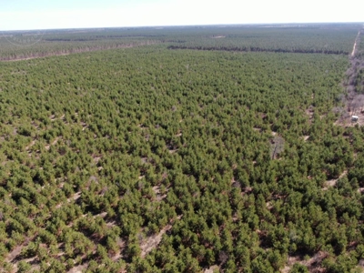 Town of Rome 80 acre timber lot for sale in Adams County WI - image 1