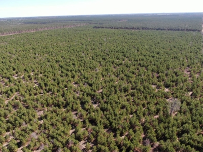 Town of Rome 80 acre timber lot for sale in Adams County WI - image 2