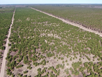 Corner Town of Rome 90 acre timber lot for sale in Adams Cou - image 14