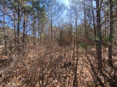 Corner Town of Rome 90 acre timber lot for sale in Adams Cou - image 26