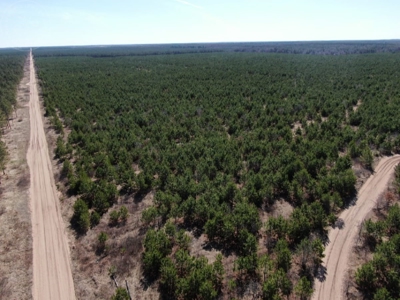 Corner Town of Rome 90 acre timber lot for sale in Adams Cou - image 11