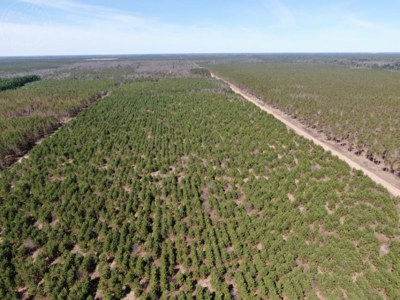 Corner Town of Rome 90 acre timber lot for sale in Adams Cou - image 17