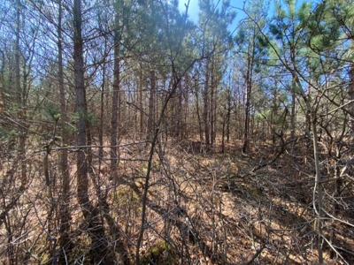 Corner Town of Rome 90 acre timber lot for sale in Adams Cou - image 25