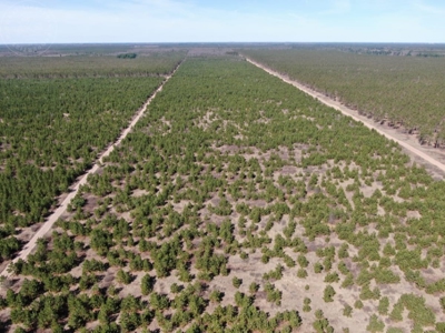 Corner Town of Rome 90 acre timber lot for sale in Adams Cou - image 16