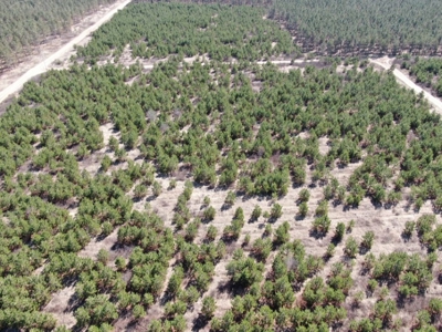 Corner Town of Rome 90 acre timber lot for sale in Adams Cou - image 12