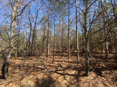 Corner Town of Rome 90 acre timber lot for sale in Adams Cou - image 22
