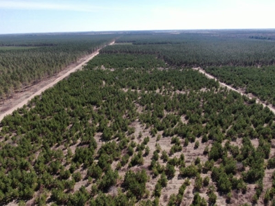 Corner Town of Rome 90 acre timber lot for sale in Adams Cou - image 8